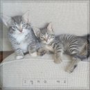 야옹야옹 이미지