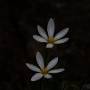 제주돌마을공원 이미지