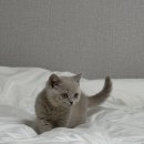 고양이분양 반하나캣 이미지