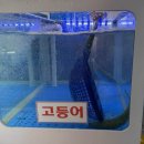 서산에서 고등어회 먹기 당진 어시장 “어시장회센타” 고등어회 전복 내돈내산 후기