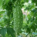 여주-0055 이미지