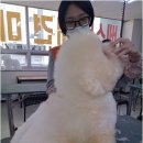 베스트 의정부 애견 미용학원 이미지