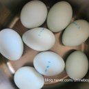 강원도 청계 농장 이미지