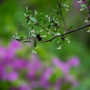 비수구미민박 이미지