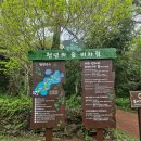 그루터기 | 제주도 동쪽 가볼만한 곳 비자림! (나우다 제주로 무료로 방문하기!)