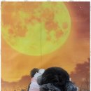 펫러버 그루밍 이미지