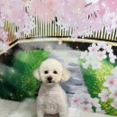 라떼펫살롱 이미지