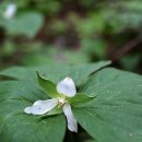 곰배령식당 이미지