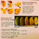망고홀릭 - 제주시 종달논길 18 | 망고홀릭