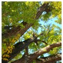 장덕리은행나무 이미지