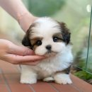 미유펫 강아지분양 고양이분양 부천점 이미지