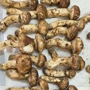 올해 마지막 영덕.울진 송이버섯 1키로 7세트 판매 하겠습니다 가격 수정해서 이미지