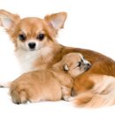 나래동물약국 이미지