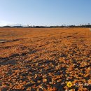 피등목장 이미지