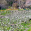 과수원길 이미지