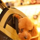 토미펫샵 이미지