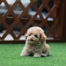 도그캐슬 강아지분양 다산점 | 남양주강아지분양 도그캐슬의 티스토리 첫인사