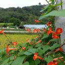 칠곡 노석리 마애불상군 | 칠곡노석리마애불상군