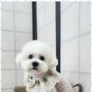 행복한애견미용실 이미지