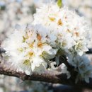 오가네 농장 이미지