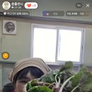용소골하우스 | 야생 노지 머위, 머위순 수확해요