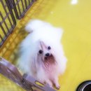 펫더스타일 이미지