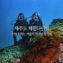 버블독 | [제주도 스쿠버다이빙] 버블탱크 / 자격증 없이 다이빙 체험한 후기
