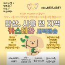 미스터 카스테라 이미지