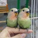 버드모아 이미지