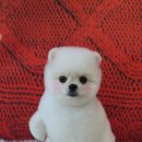 허니비 펫살롱 이미지