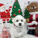 메리그루밍 이미지