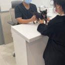 이음병원 | 청주동물병원 추천 이음 슬개골탈구 수술 후기