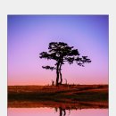 소나무 풍경 이미지