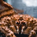 포들포들 이미지