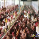 구구축산농원 이미지