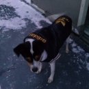 콩이카센타 이미지