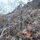 진영4호 이미지