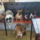 개놀자까페 이미지