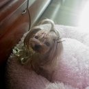 랑이네식탁 이미지