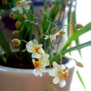 환타지아 이미지