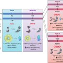 Re: NO + superoxide radical --＞ peroxynitrite... 에 대한 이해 이미지