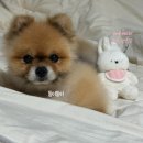 핑크강아지 | [ssfw] 에쎕떱 에브리데이 하네스 핑크_강아지 하네스 후기