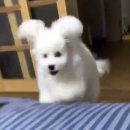 버니