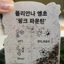 햇살이네정원에서 폴리안나 핑크파운틴 앵초 배송 후기