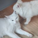 더멍멍 충주점 이미지