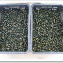 동심농장 이미지