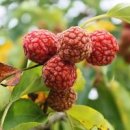 항암 탁월 꾸지뽕(구찌뽕) 효능과 수확 시기 먹는 방법 효능과 부작용 이미지