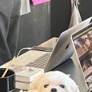 멘타루 이미지