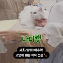 잇츠몽몽 | 제38회 궁디팡팡 캣페스타 2026 서울 aT센터 일정 총정리 | 양재꽃시장 주차 꿀팁까지