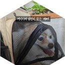 Pet 02나 7772 | 제주 애견동반 여행 코스 추천 제주 동쪽편(제주 사는 사람이 추천하는 애견동반 식당, 카페, 관광지)